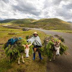 Big Brand - Bias Bound | Dove