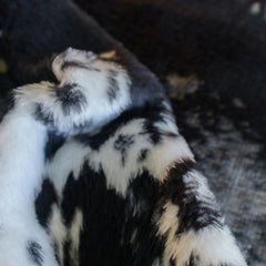 Belfiore Finesse - Nguni | Black / Natural